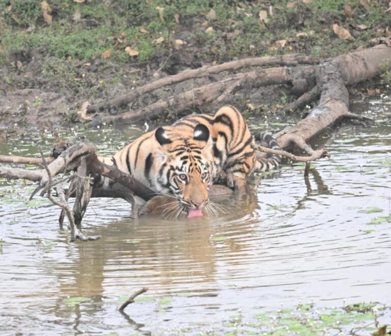 Best Time to Visit Tadoba National Park for Tiger Sightings