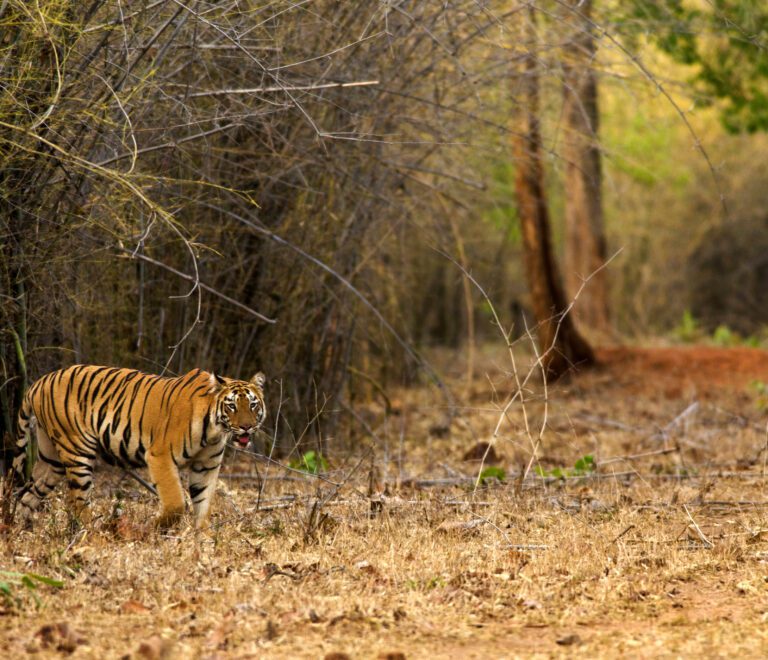 Moharli Gate Tadoba: What Makes This Zone Ideal for Tiger Sightings