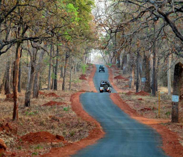 Jungle Safari in Tadoba: Where Adventure Meets Luxury Stay