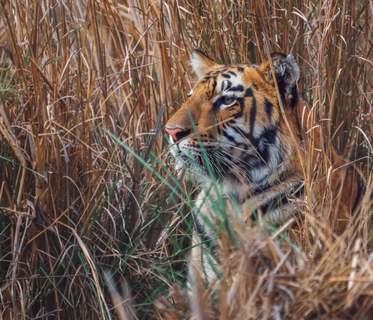 Tadoba Jungle Safari Cost Breakdown for a Well-Planned Trip