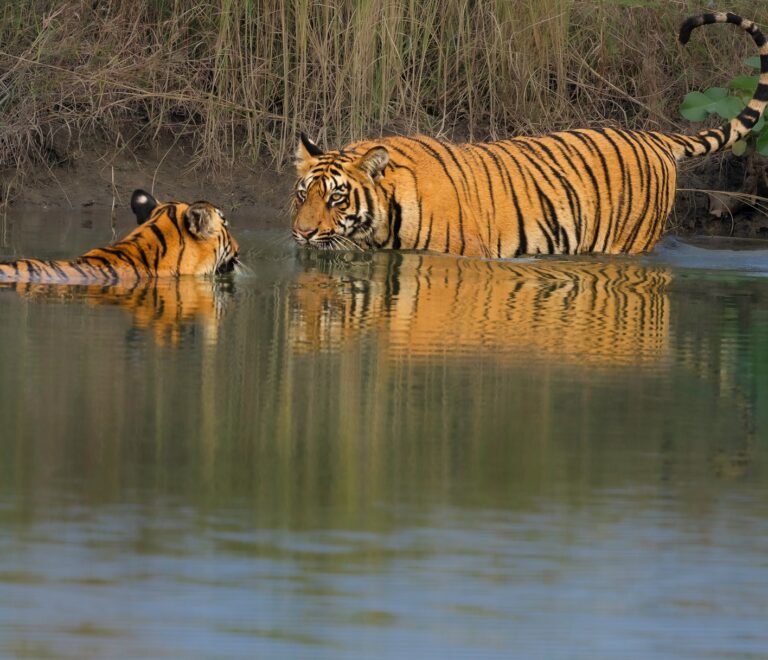 Best Time to Visit Tadoba Tiger Reserve for Maximum Wildlife Sightings