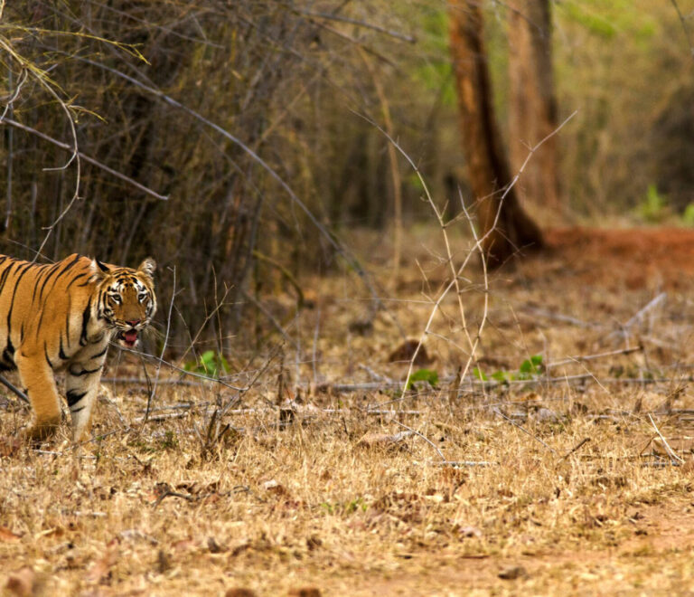 Experience Luxury and Adventure at Resorts in Moharli Tadoba