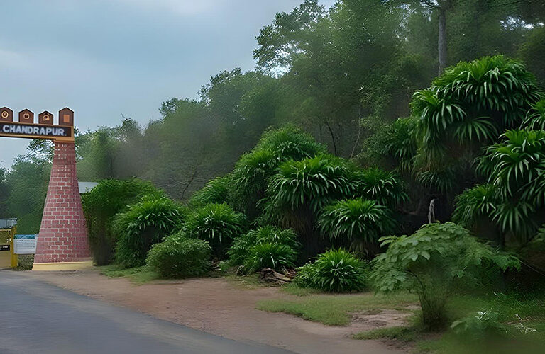 Experience the Wild in Style at a Luxury Resort in Tadoba